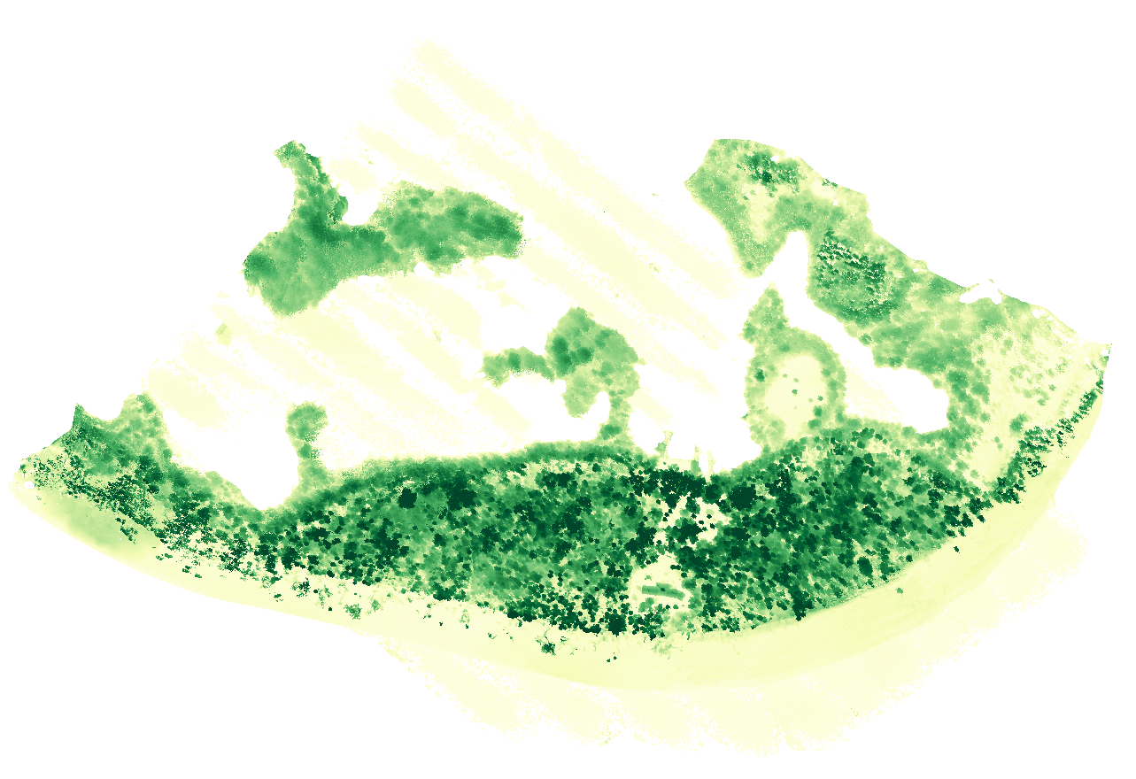 Canopy height model of the same coastal site, graded in green